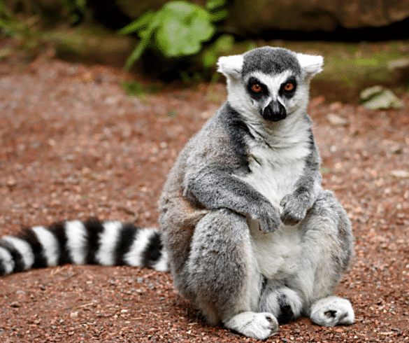 beste reistijd voor Madagaskar