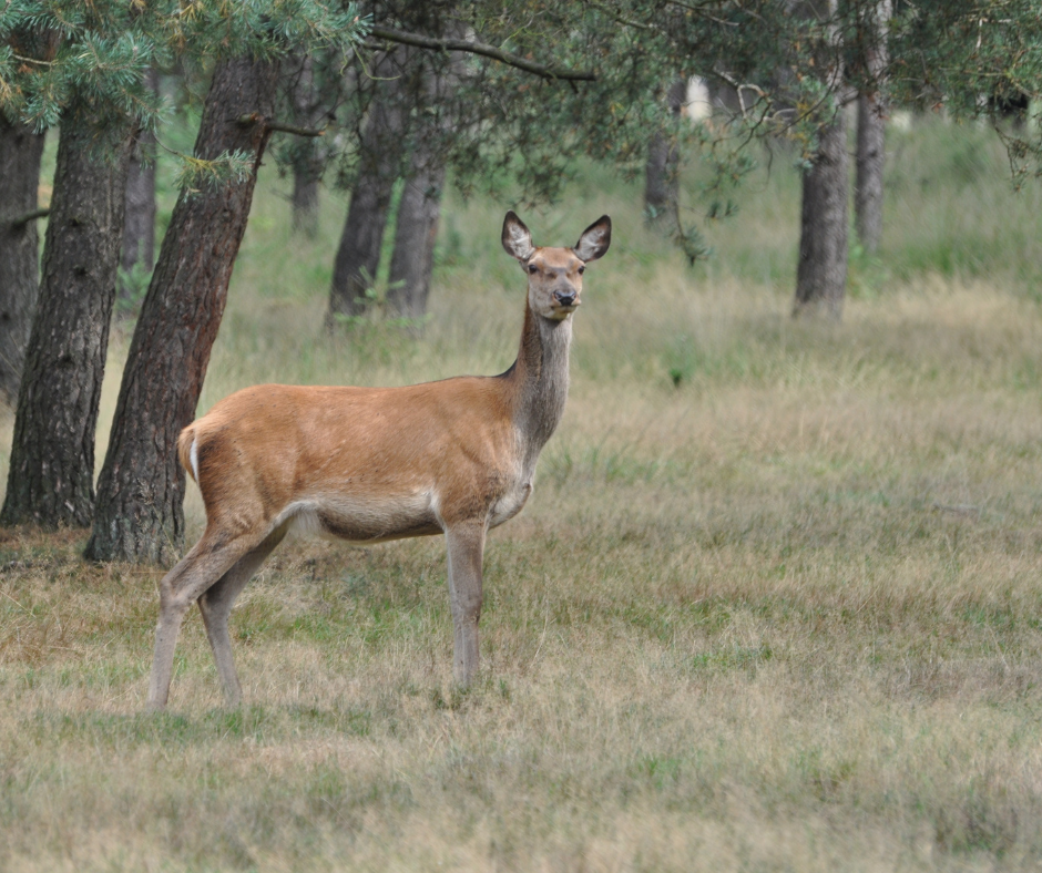 vakantie op de veluwe
